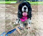 Small #2 Cocker Spaniel