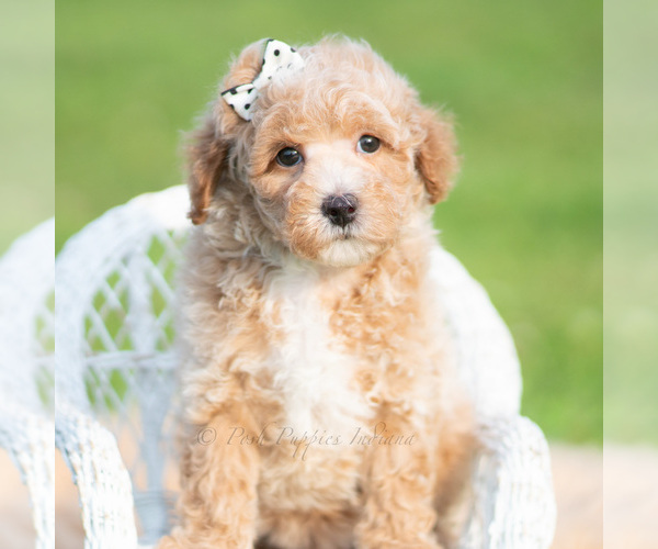 Medium Photo #45 Poodle (Toy) Puppy For Sale in WARSAW, IN, USA