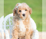 Small Photo #45 Poodle (Toy) Puppy For Sale in WARSAW, IN, USA