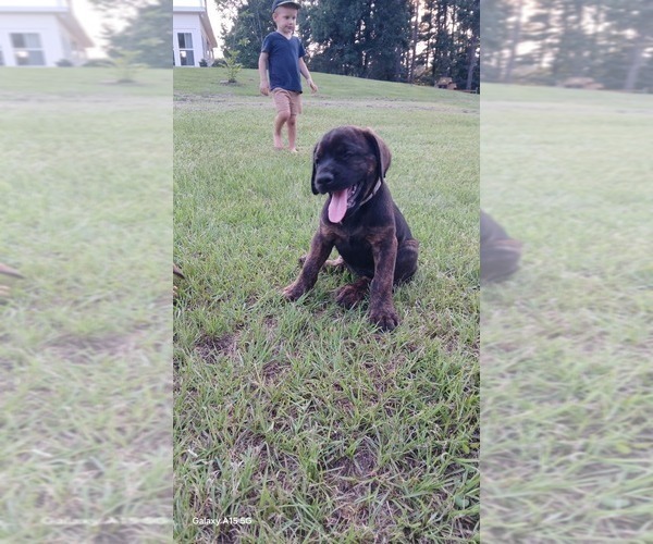Medium Photo #3 Mastiff Puppy For Sale in BRANTLEY, AL, USA