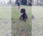 Small #2 Mastiff