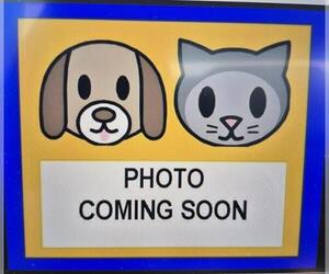 Mutt Dogs for adoption in San Antonio, TX, USA