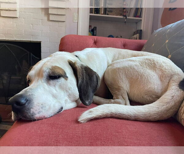 Medium Photo #24 Lab-Pointer Puppy For Sale in Rustburg, VA, USA