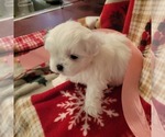 Small Photo #10 Shih Tzu Puppy For Sale in STAR, NC, USA