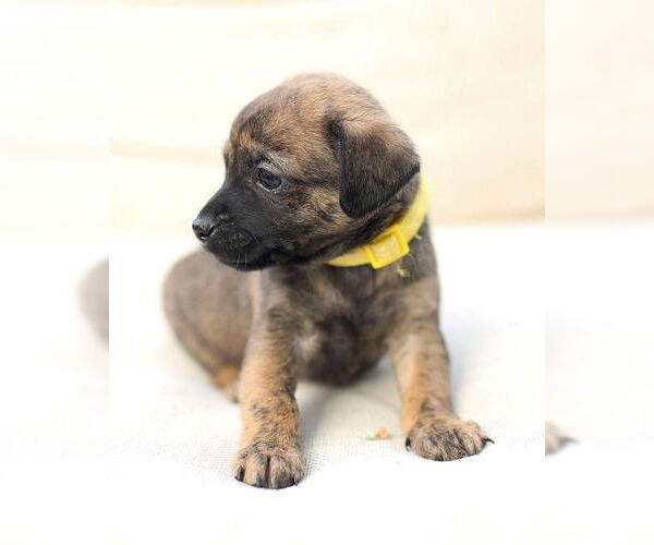 Medium Photo #8 Chi-Poo (Miniature) Puppy For Sale in Corona, CA, USA