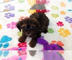 Rudy - Male Cavapoo (Miniature)-Poodle (Toy) Mix Puppy for Sale - Photo #2