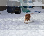 Small #6 German Shepherd Dog-Saluki Mix
