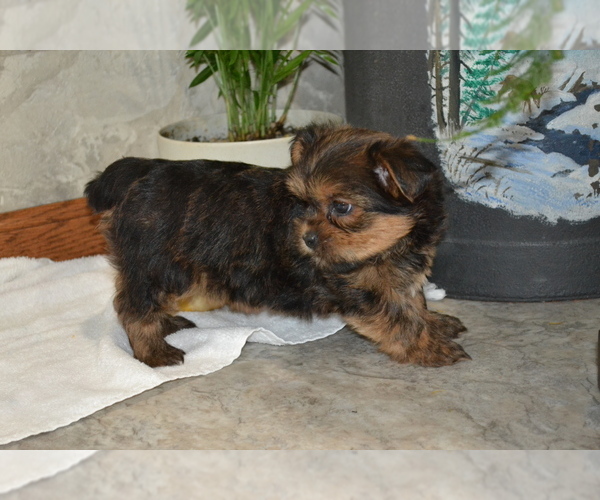 Medium Photo #13 Yorkshire Terrier-Zuchon Mix Puppy For Sale in GREENWOOD, WI, USA