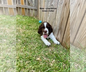 English Springer Spaniel Puppy for Sale in LIBERTY HILL, Texas USA