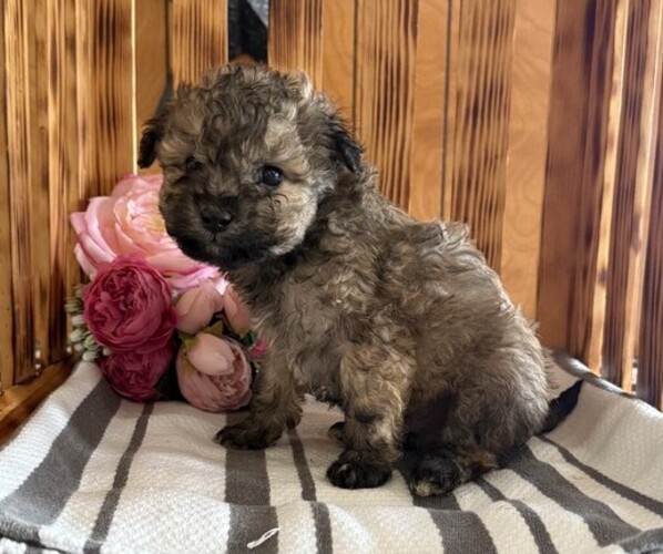 Medium Photo #3 Poodle (Miniature) Puppy For Sale in CURTISS, WI, USA