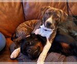 Small #1 Staffordshire Bull Terrier Mix