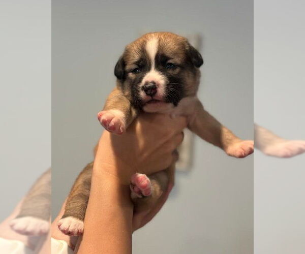 Medium Photo #5 Mutt Puppy For Sale in San Diego, CA, USA