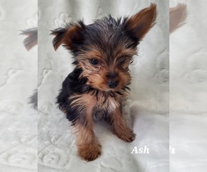 Yorkshire Terrier Puppy for sale in SHAWANO, WI, USA