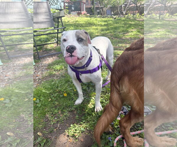 Medium Photo #4 Mutt Puppy For Sale in Philadelphia, PA, USA