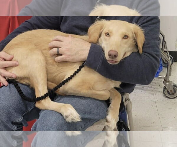 Medium Photo #12 Golden Labrador Puppy For Sale in Minneapolis, MN, USA