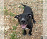 Small #10 Catahoula Leopard Dog Mix