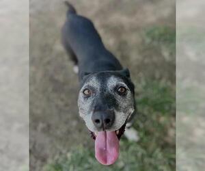 Mutt Dogs for adoption in Riverside, CA, USA