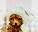 Small #26 Poodle (Toy)