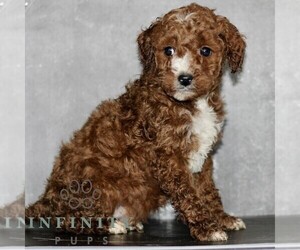Poodle (Miniature) Puppy for sale in LEOLA, PA, USA