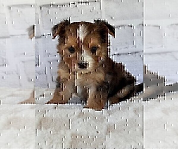 Medium Photo #14 Morkie Puppy For Sale in MIAMI, FL, USA