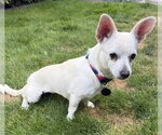 Small #1 Chihuahua Mix