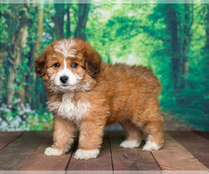Aussiedoodle Miniature Puppy for sale in SHIPSHEWANA, IN, USA