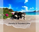 Small Photo #4 Boston Terrier Puppy For Sale in EWING, KY, USA