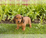 Small #2 Dachshund