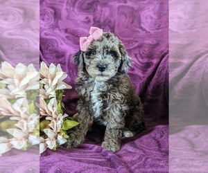 Aussiedoodle Miniature Puppy for sale in OXFORD, PA, USA