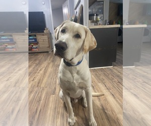 Father of the Labrador Retriever puppies born on 11/06/2025