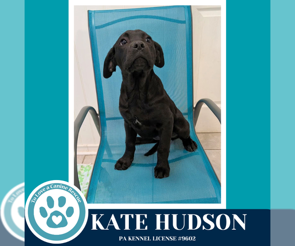 Medium Photo #2 Labrador Retriever-Unknown Mix Puppy For Sale in Kimberton, PA, USA