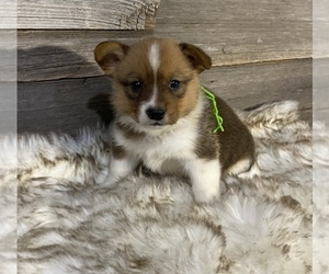 Cowboy Corgi-Pembroke Welsh Corgi Mix Puppy for sale in WAUKON, IA, USA