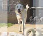Small #2 Great Pyrenees Mix