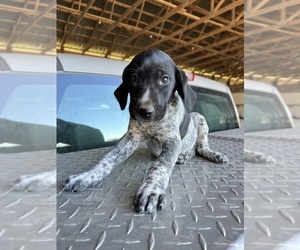 German Shorthaired Pointer Dog for Adoption in WARSAW, North Carolina USA