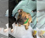 Small #10 Boxer Mix