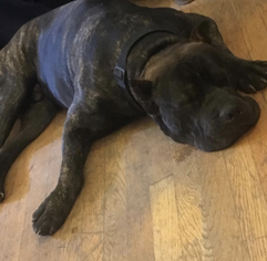 Father of the Cane Corso puppies born on 06/15/2017