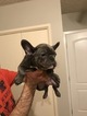 Small Photo #10 French Bulldog Puppy For Sale in GRANADA HILLS, CA, USA