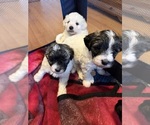 Mini poodle - Female Poodle (Miniature) Puppy for Sale - Small photo