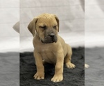 Small Photo #7 Boerboel Puppy For Sale in QUAPAW, OK, USA