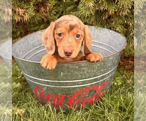 Dachshund Puppy for sale in MIDDLEBURY, IN, USA