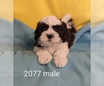 Small Photo #2 Zuchon Puppy For Sale in CLARE, IL, USA