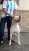 Small Photo #10 Dogo Argentino Puppy For Sale in COLLEGE STA, TX, USA