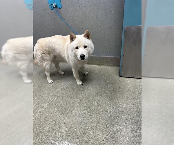 Medium Photo #1 Akita-Unknown Mix Puppy For Sale in Las Vegas, NV, USA