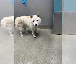 Akita-Unknown Mix Dogs for adoption in Las Vegas, NV, USA