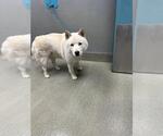 *SPIRIT HALLOWEEN - Male Akita-Unknown Mix Dog for Adoption - Small photo