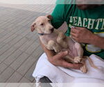 Small #7 Labrador Retriever Mix