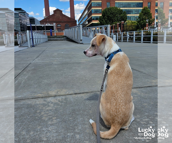 Medium Photo #9 Retriever -Unknown Mix Puppy For Sale in Washington, DC, USA