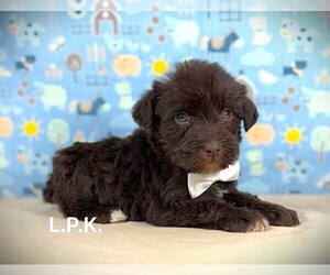 Schnauzer (Miniature) Puppy for sale in WINNSBORO, LA, USA