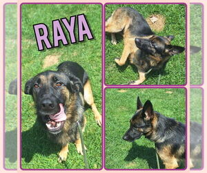 German Shepherd Dog Dogs for adoption in Pierceton , IN, USA