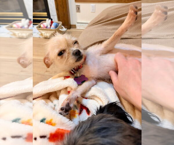 Medium Photo #6 Chihuahua-Unknown Mix Puppy For Sale in New London, WI, USA